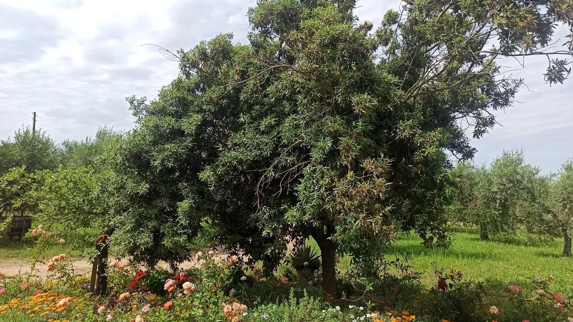 Lägenhet Agriturismo La Tana Della Volpe Alberese Italien