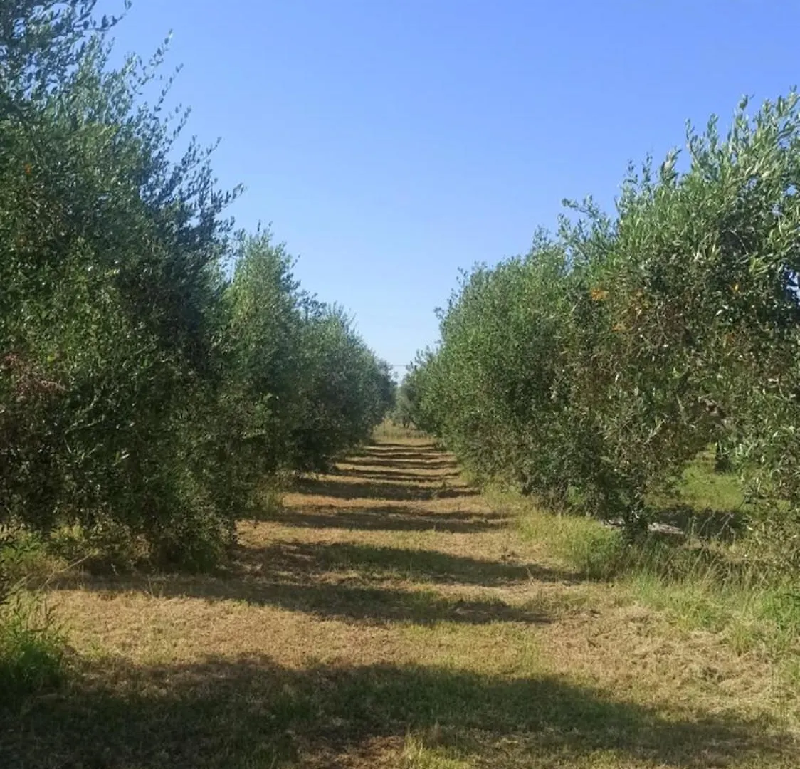 Agriturismo La Tana Della Volpe Alberese